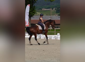 KWPN, Jument, 9 Ans, 172 cm, Bai