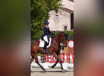 KWPN, Jument, 9 Ans, 172 cm, Bai