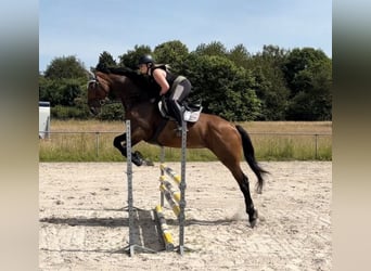 KWPN, Jument, 9 Ans, 175 cm, Bai