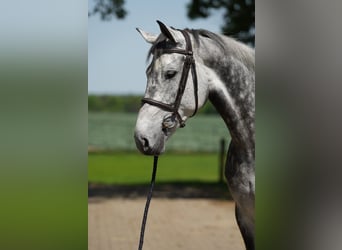 KWPN, Jument, 9 Ans, Blanc