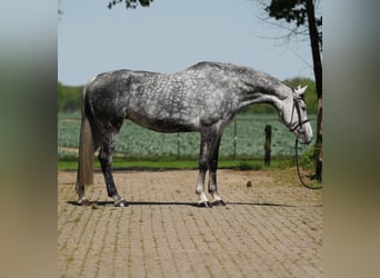 KWPN, Jument, 9 Ans, Blanc