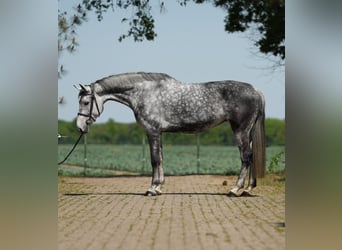 KWPN, Jument, 9 Ans, Blanc