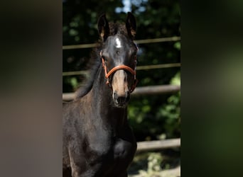 KWPN, Jument, Poulain (03/2025), 165 cm, Bai