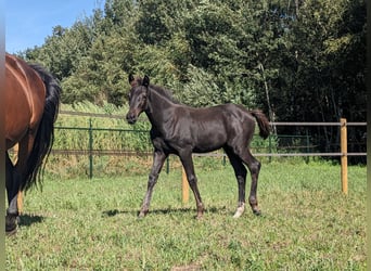 KWPN, Jument, Poulain (05/2025), 170 cm, Bai brun foncé