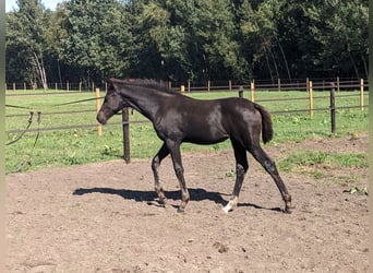 KWPN, Jument, Poulain (05/2025), 170 cm, Bai brun foncé