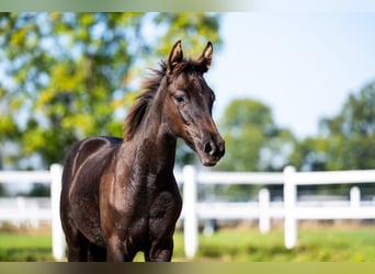 KWPN, Jument, Poulain (05/2026), 170 cm, Noir