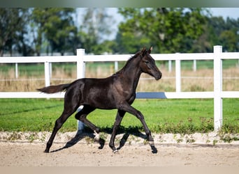 KWPN, Jument, Poulain (05/2026), 170 cm, Noir