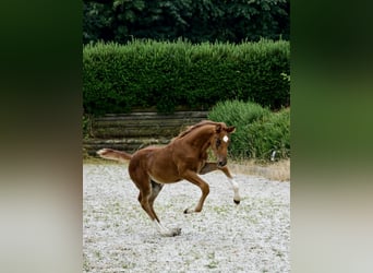 KWPN, Jument, Poulain (04/2023), 172 cm, Alezan
