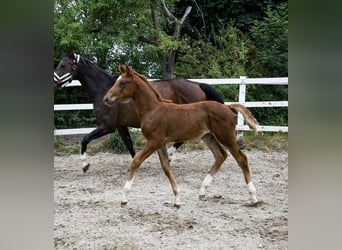 KWPN, Jument, Poulain (04/2023), 172 cm, Alezan
