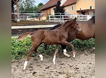 KWPN, Jument, Poulain (04/2023), 172 cm, Alezan