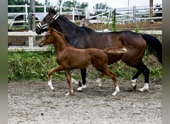 KWPN, Jument, Poulain (04/2023), 172 cm, Alezan