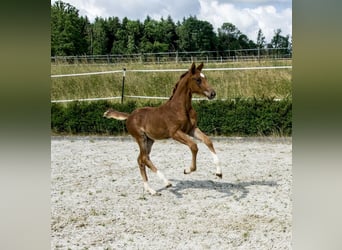 KWPN, Jument, Poulain (04/2023), 172 cm, Alezan