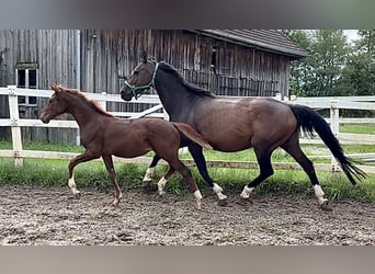 KWPN, Jument, Poulain (04/2023), 172 cm, Alezan