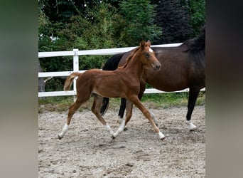 KWPN, Jument, Poulain (04/2023), 172 cm, Alezan