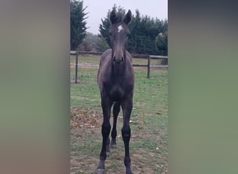 KWPN, Jument, Poulain (05/2026), 173 cm, Gris