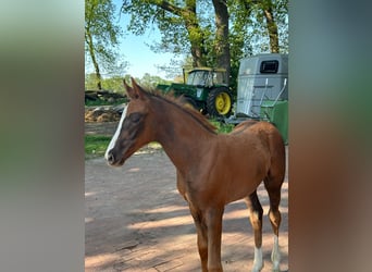 KWPN, Jument, Poulain (03/2025), Alezan