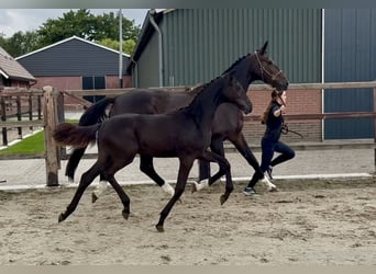 KWPN, Jument, Poulain (05/2026), Bai brun foncé