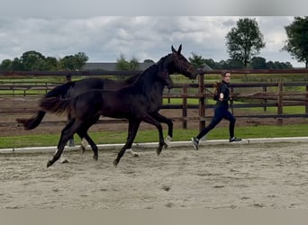 KWPN, Jument, Poulain (05/2026), Bai brun foncé
