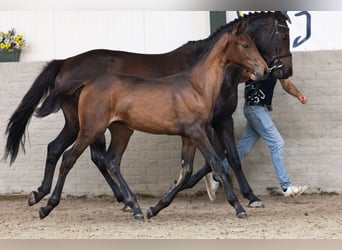 KWPN, Jument, Poulain (02/2026), Bai cerise