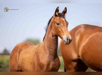 KWPN, Jument, Poulain (05/2023), Bai