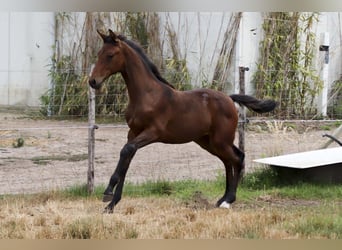 KWPN, Jument, Poulain (03/2026), Bai