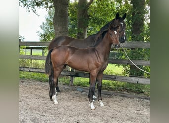 KWPN, Jument, Poulain (03/2025), Bai