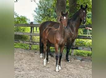 KWPN, Jument, Poulain (03/2025), Bai