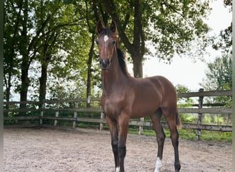 KWPN, Jument, Poulain (03/2025), Bai