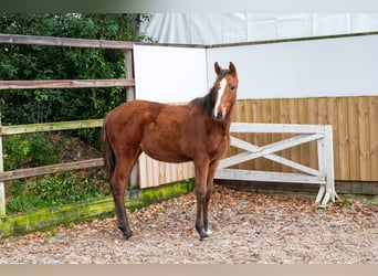 KWPN, Jument, Poulain (04/2025), Bai