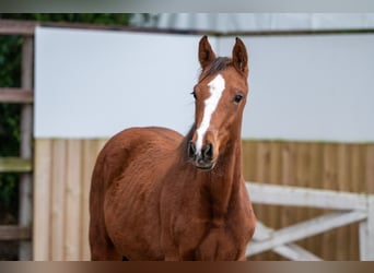 KWPN, Jument, Poulain (04/2025), Bai