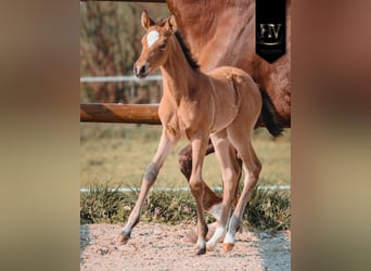 KWPN, Jument, Poulain (01/2026), Buckskin