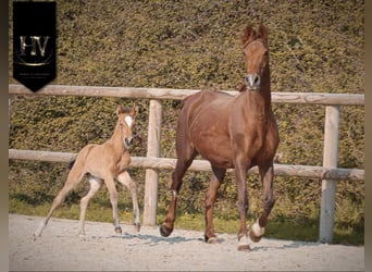 KWPN, Jument, Poulain (01/2026), Buckskin