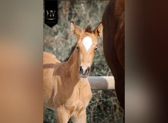 KWPN, Jument, Poulain (01/2026), Buckskin