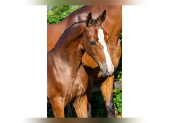 KWPN, Jument, Poulain (04/2025)