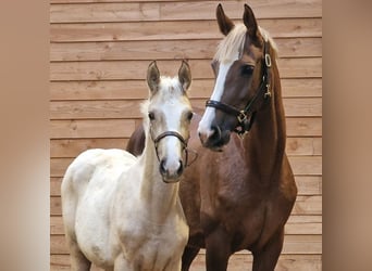 KWPN, Jument, Poulain (05/2025)