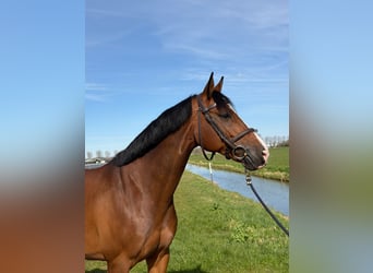 KWPN, Klacz, 10 lat, 160 cm, Gniada