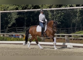 KWPN, Klacz, 10 lat, 163 cm, Gniada