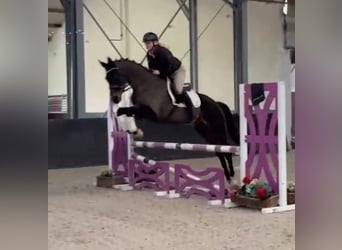 KWPN, Klacz, 10 lat, 163 cm, Kara