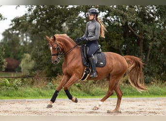 KWPN, Klacz, 10 lat, 163 cm, Kasztanowata