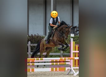 KWPN, Klacz, 10 lat, 164 cm