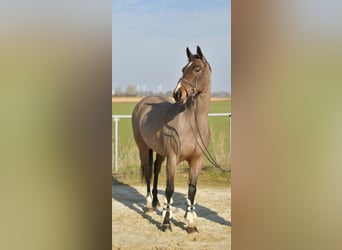 KWPN, Klacz, 10 lat, 165 cm, Gniada