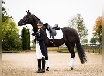 KWPN, Klacz, 10 lat, 165 cm, Kara
