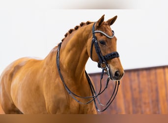 KWPN, Klacz, 10 lat, 165 cm, Kasztanowata
