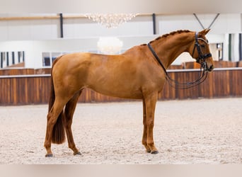 KWPN, Klacz, 10 lat, 165 cm, Kasztanowata