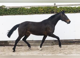 KWPN, Klacz, 10 lat, 165 cm