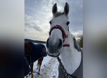 KWPN, Klacz, 10 lat, 166 cm, Siwa jabłkowita