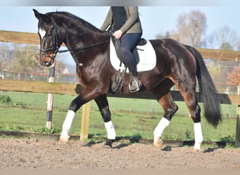 KWPN, Klacz, 10 lat, 167 cm, Ciemnogniada