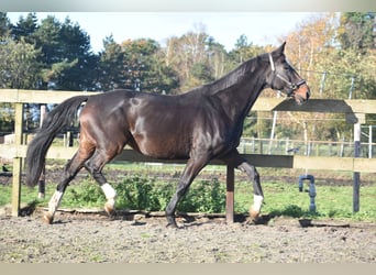 KWPN, Klacz, 10 lat, 167 cm, Ciemnogniada