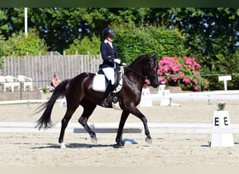 KWPN, Klacz, 10 lat, 168 cm, Kara