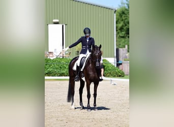 KWPN, Klacz, 10 lat, 168 cm, Kara